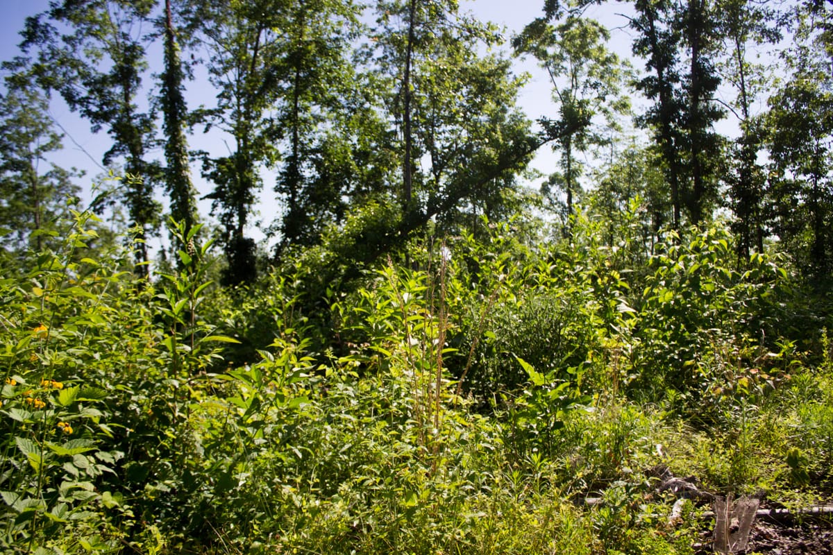 Timber Crossing Tract 3 photo 12