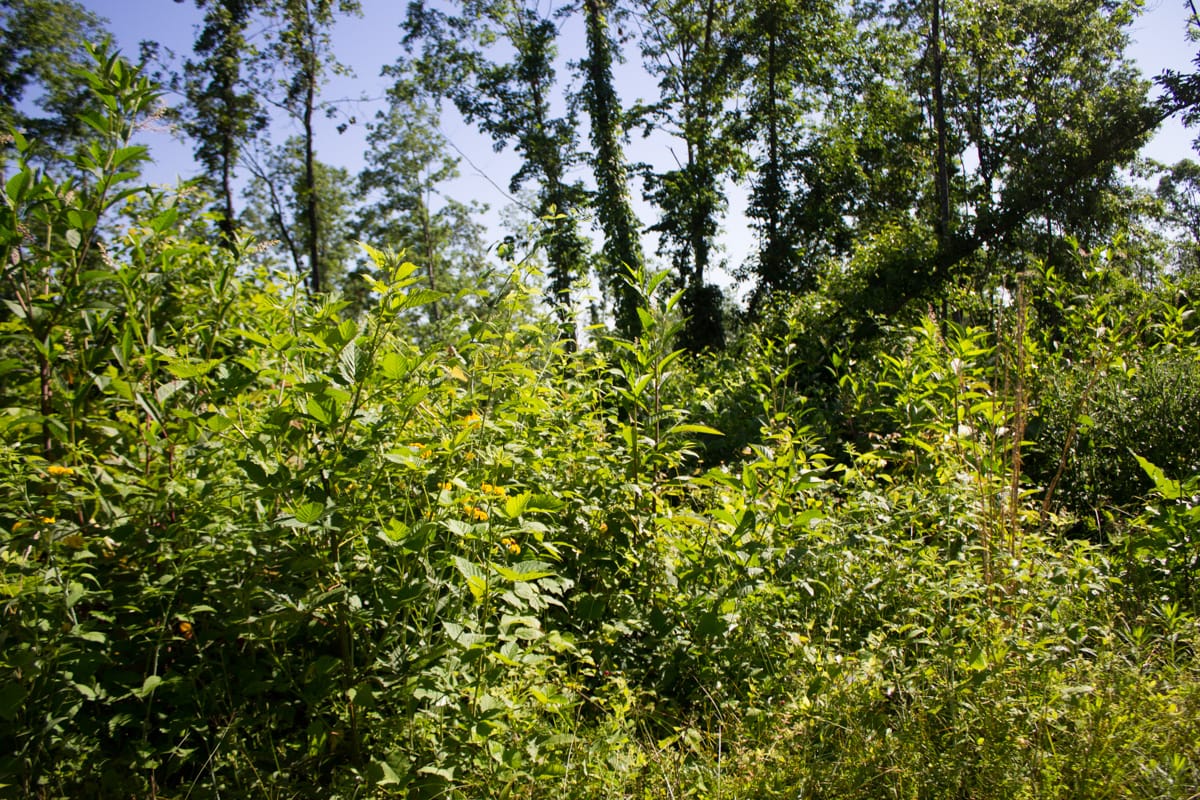 Timber Crossing Tract 3 photo 13