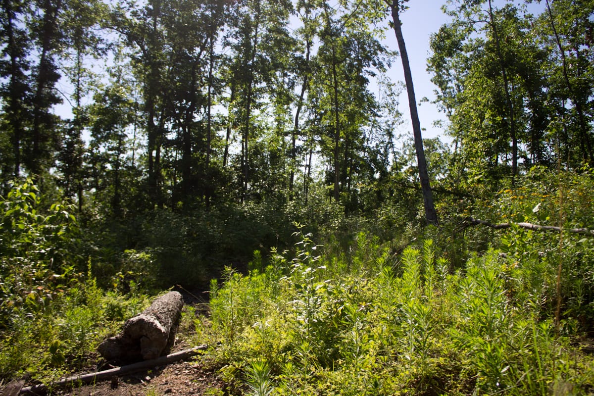 Timber Crossing Tract 3 photo 14