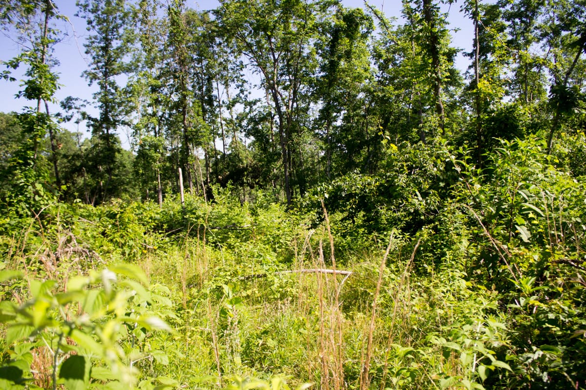 Timber Crossing Tract 3 photo 15