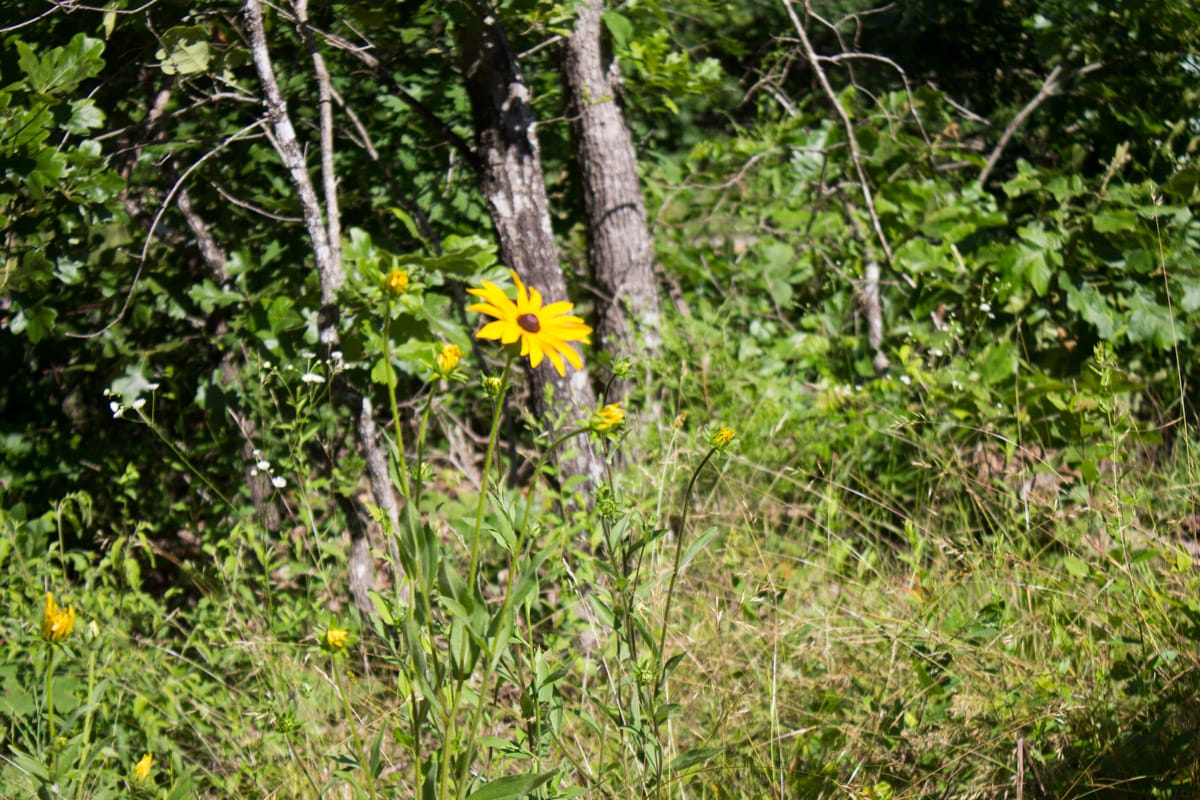 Timber Crossing Tract 3 photo 16