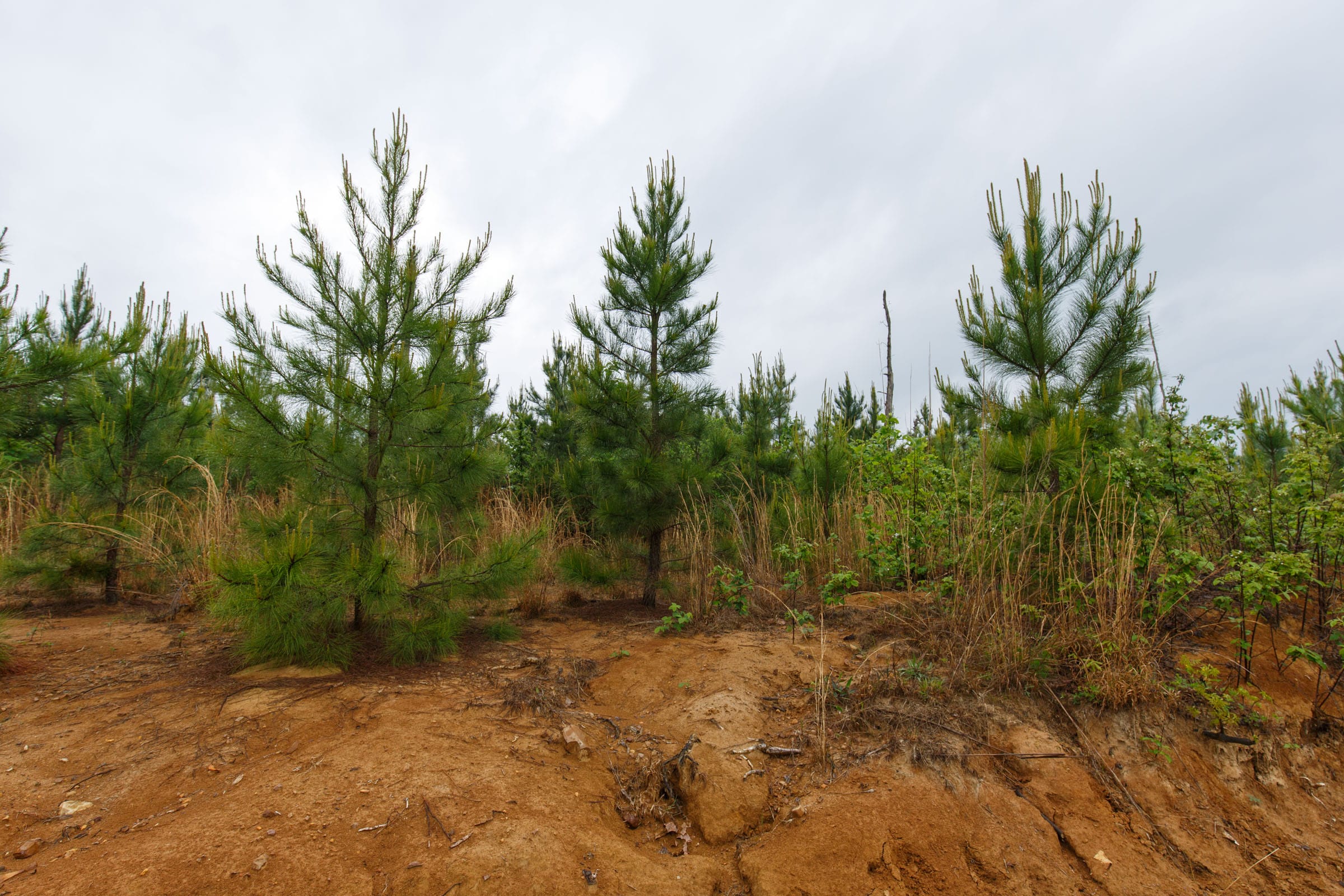 Red Barn Ranch Tract 19 photo 3