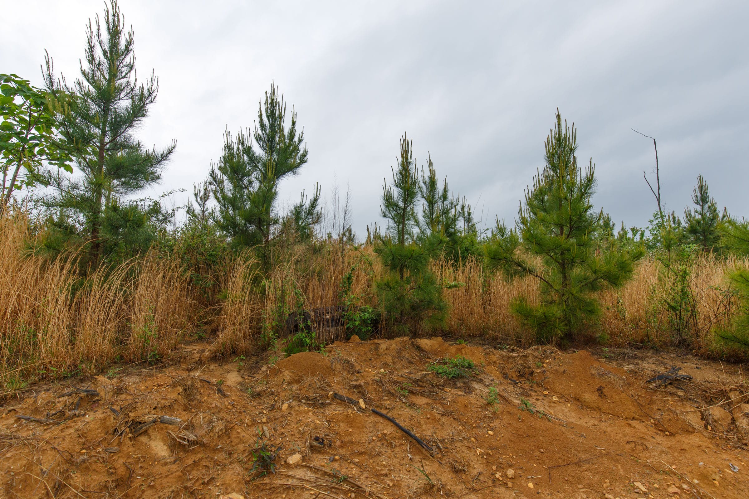 Red Barn Ranch Tract 19 photo 5