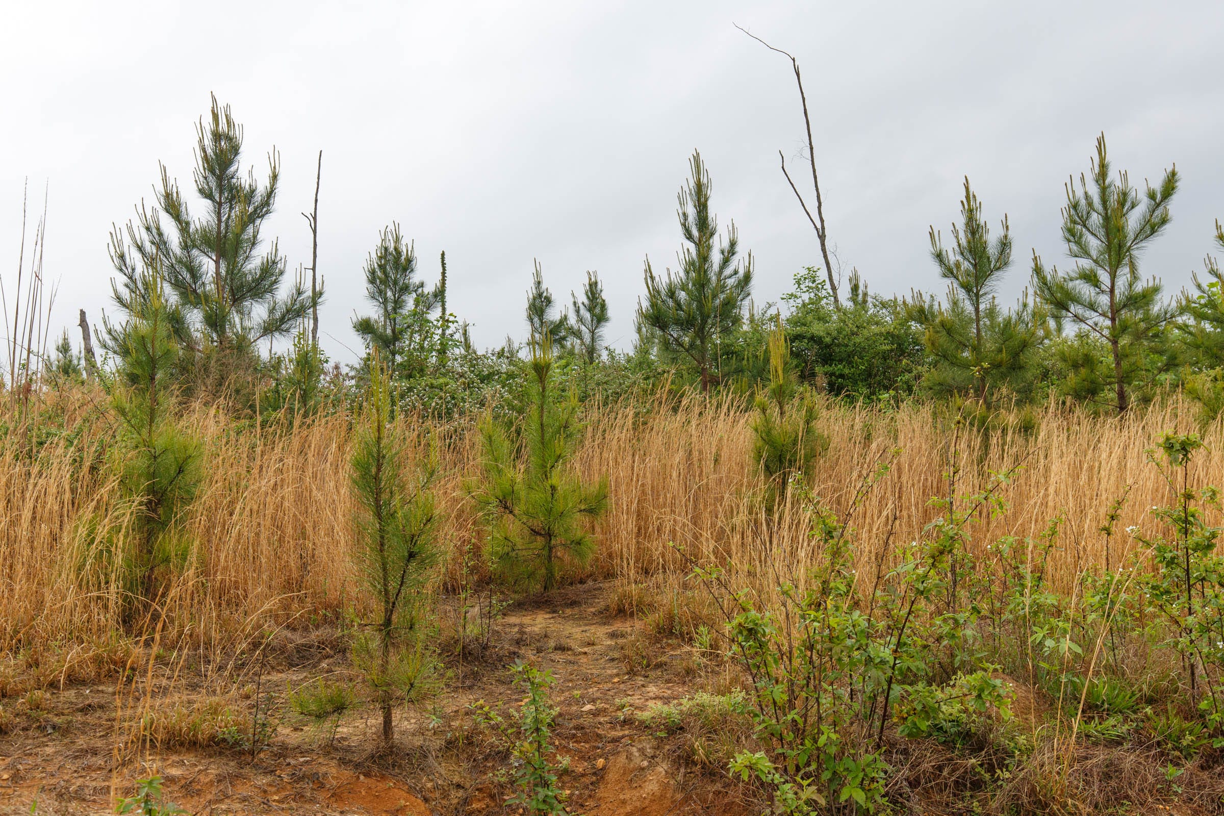 Red Barn Ranch Tract 19 photo 7