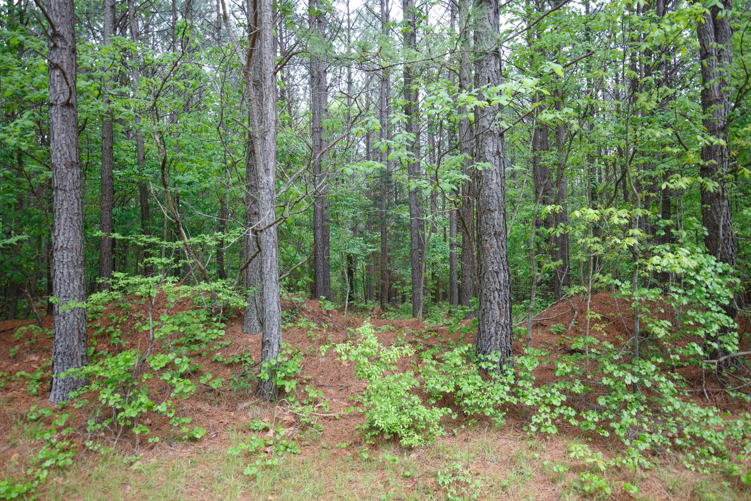 Red Barn Ranch Tract 19 photo 8