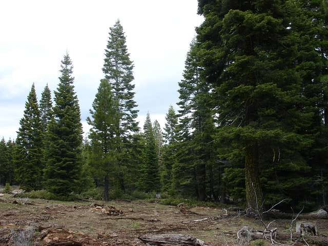 California Pines Tract 6 photo 9