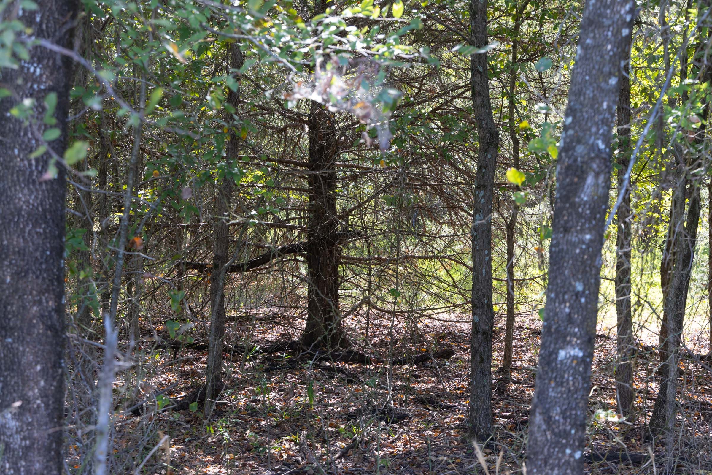 Reserves At Cattail Cove Phase II Tract 58 photo 4