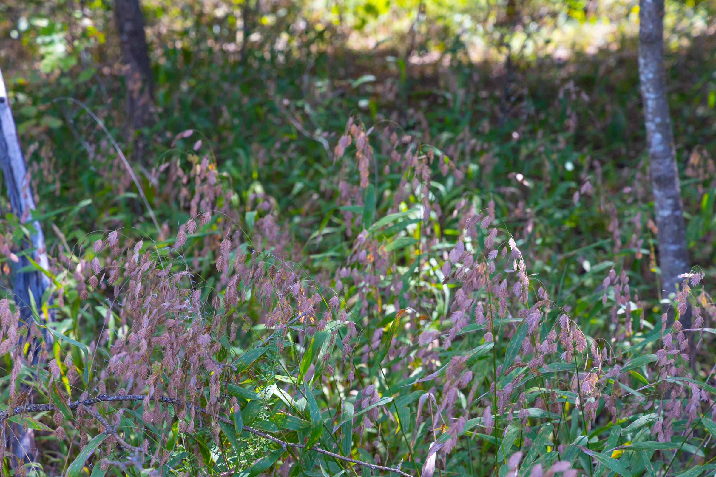 Reserves At Cattail Cove Phase II Tract 58 photo 5