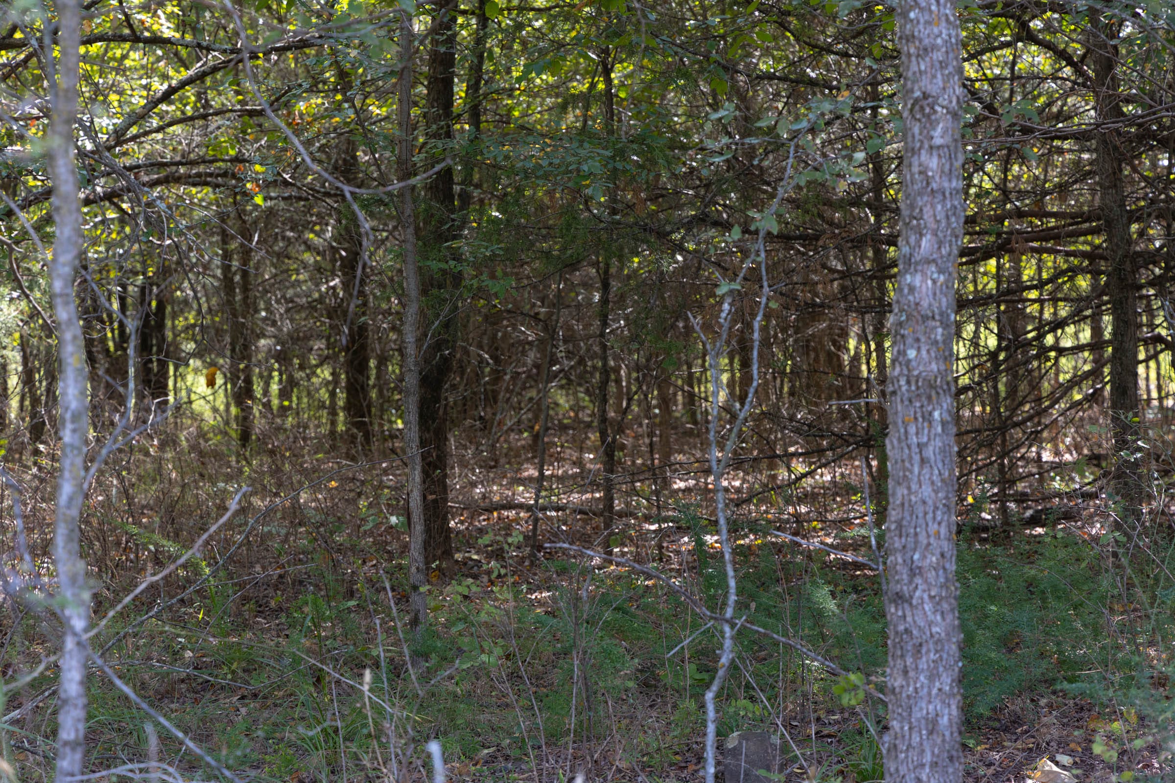 Reserves At Cattail Cove Phase II Tract 58 photo 3