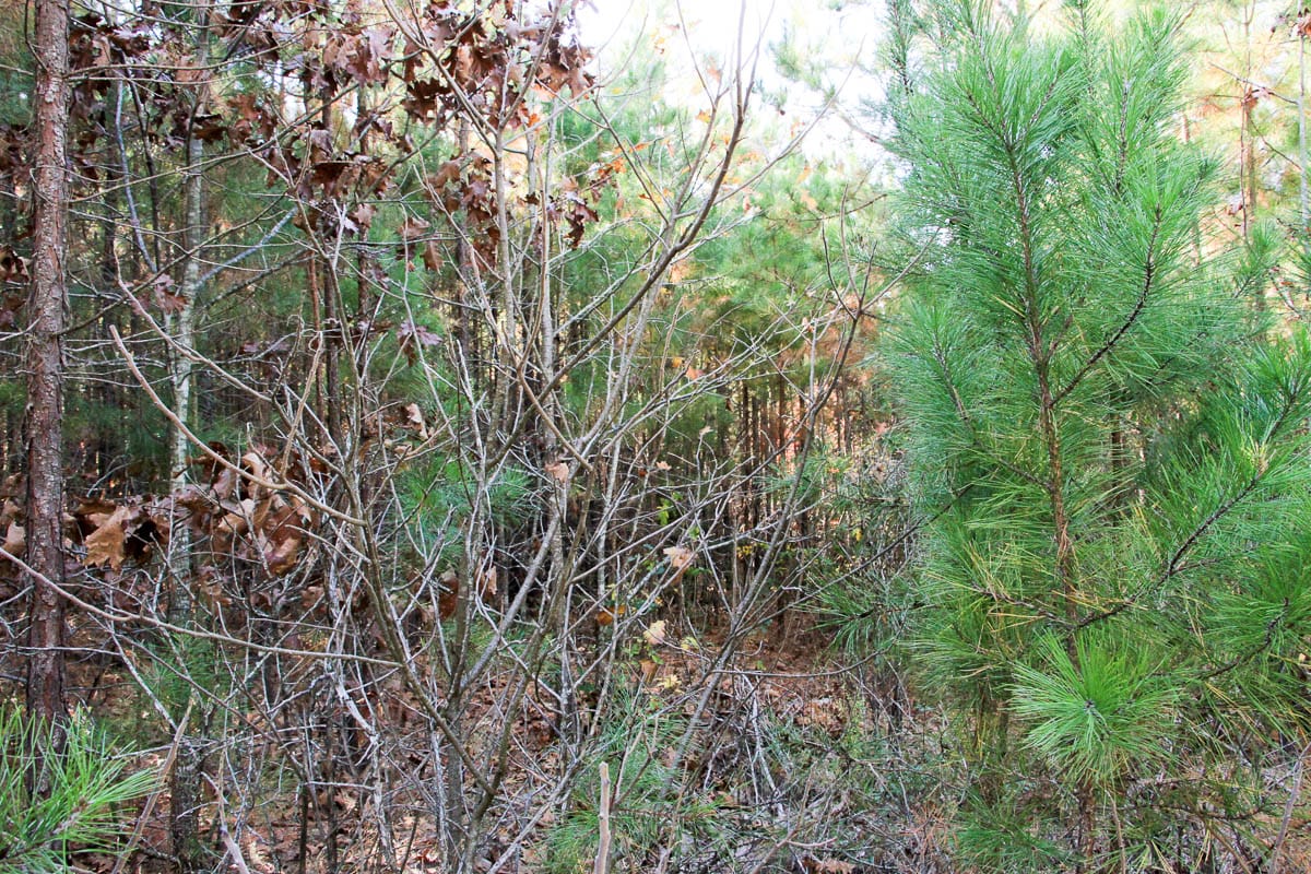 Stone Creek Phase III Tract 7 photo 5