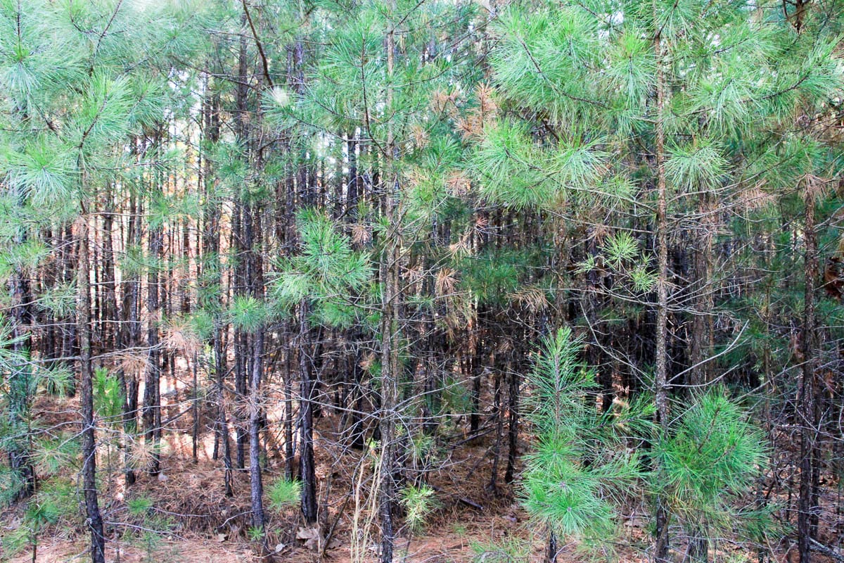 Stone Creek Phase III Tract 7 photo 6