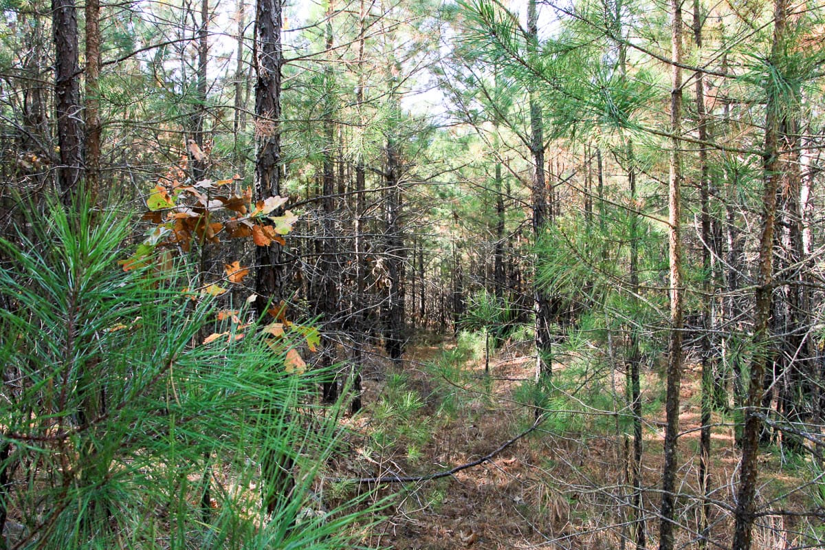 Stone Creek Phase III Tract 7 photo 9
