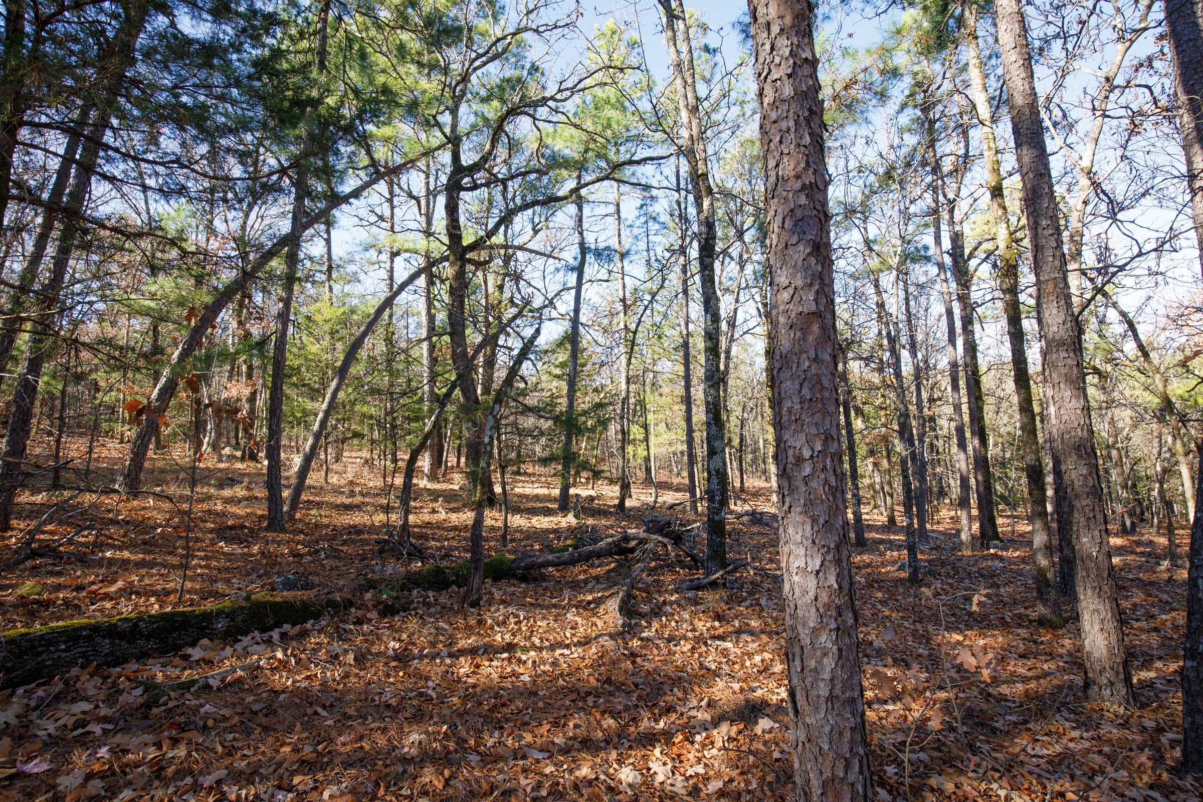 Stone Bridge Phase II Tract 110 photo 5