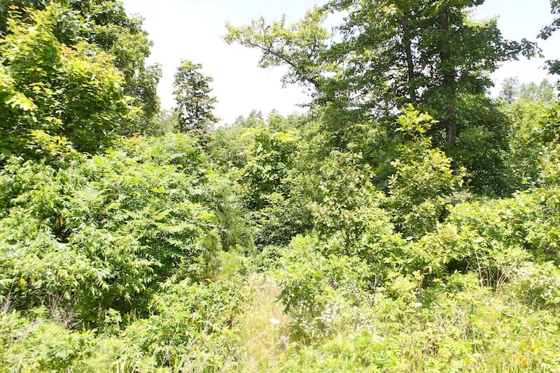 Green Mountain Ranch Tract 19 photo 4