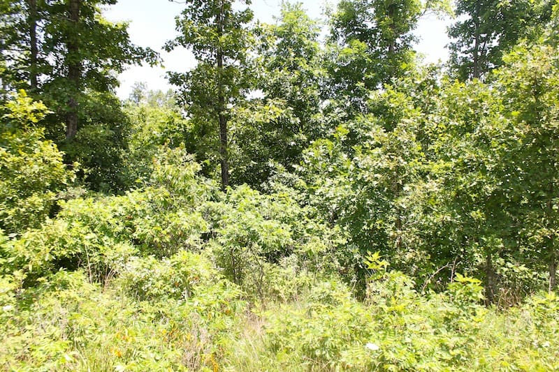 Green Mountain Ranch Tract 19 photo 5