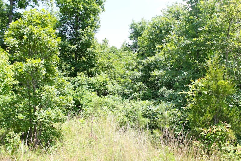 Green Mountain Ranch Tract 19 photo 6