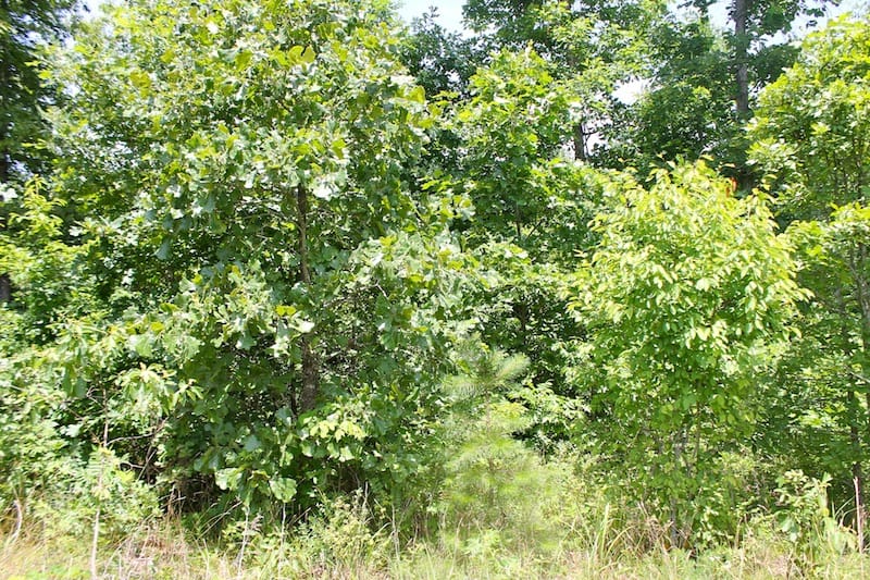 Green Mountain Ranch Tract 19 photo 7