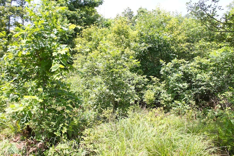 Green Mountain Ranch Tract 19 photo 10