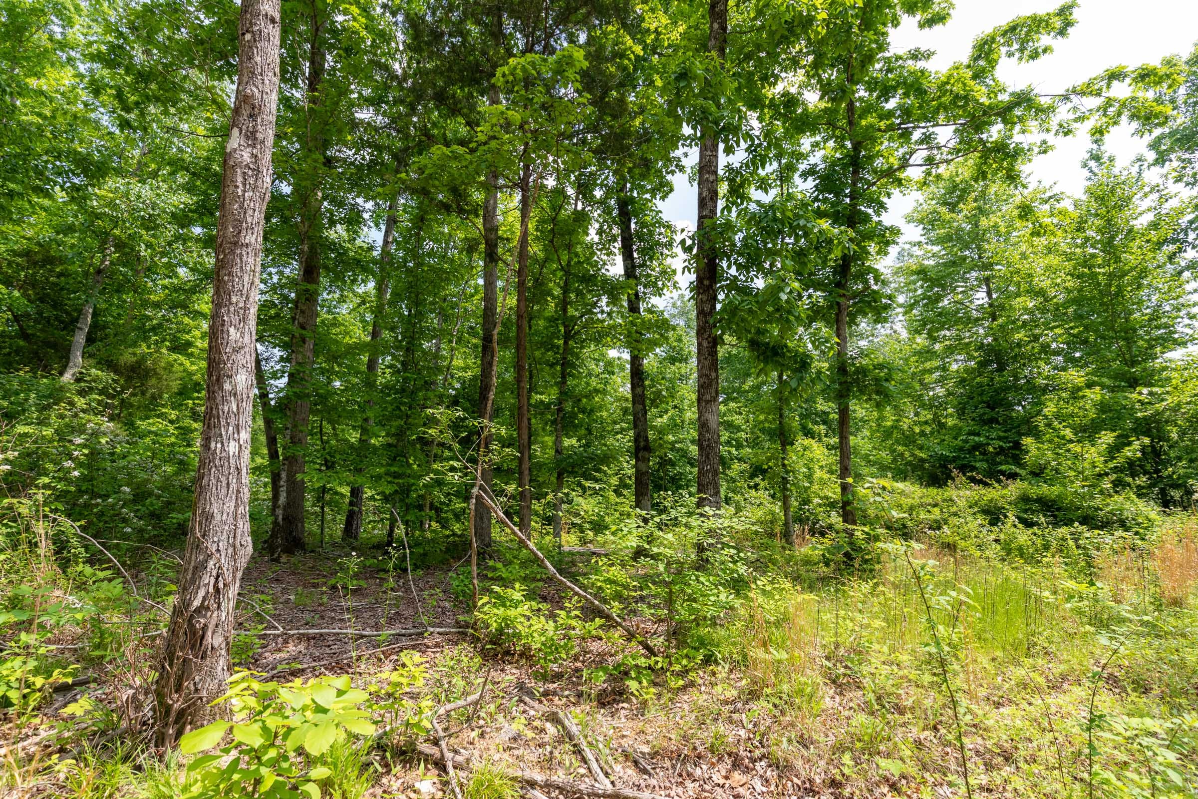 Cedar Creek Tract 27 photo 2
