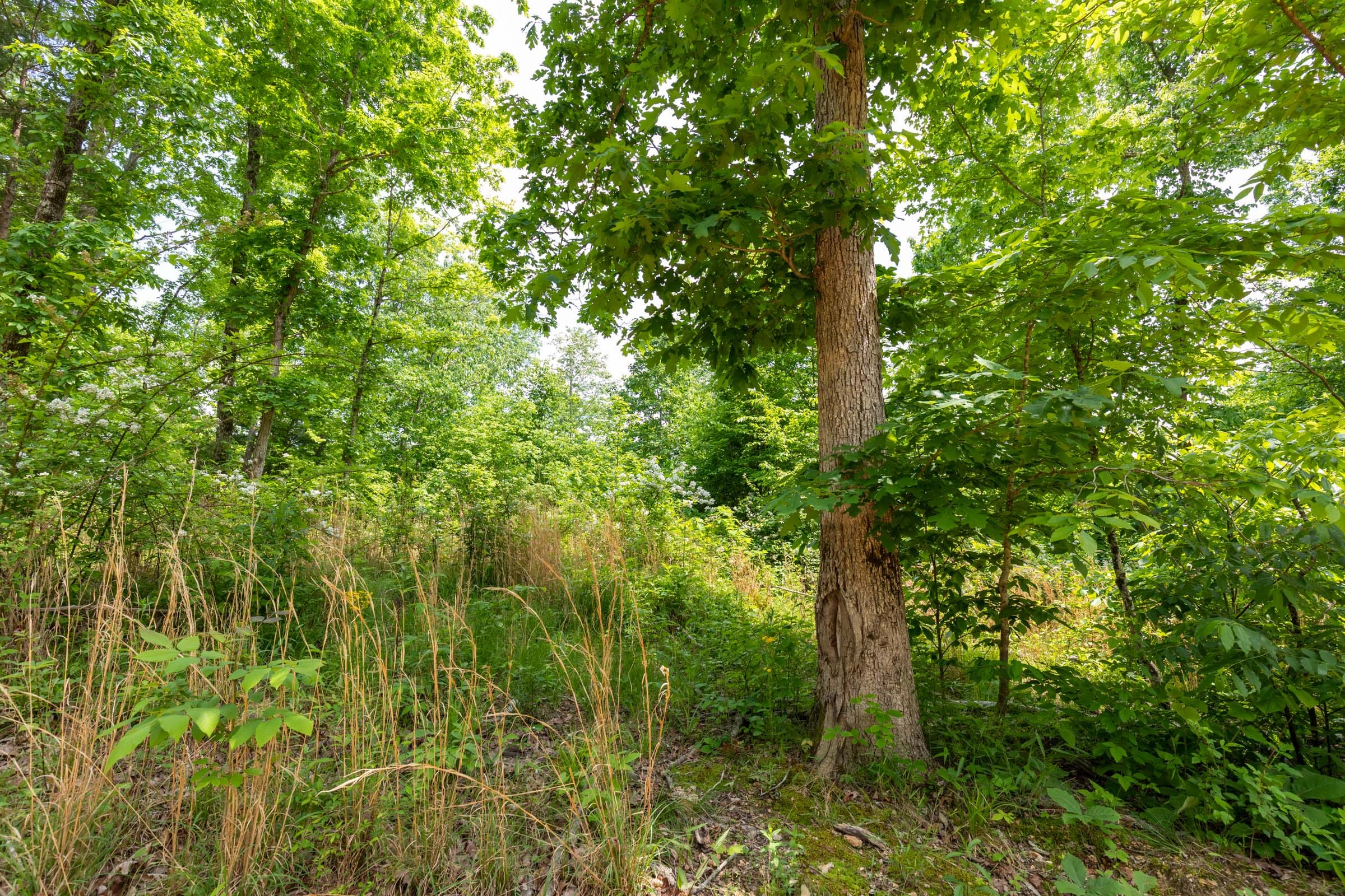 Cedar Creek Tract 27 photo 4