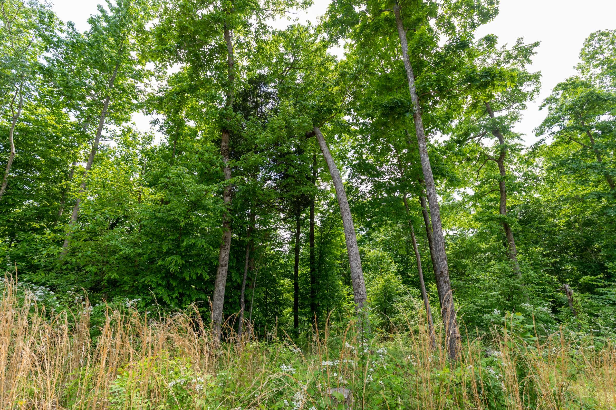 Cedar Creek Tract 27 photo 6