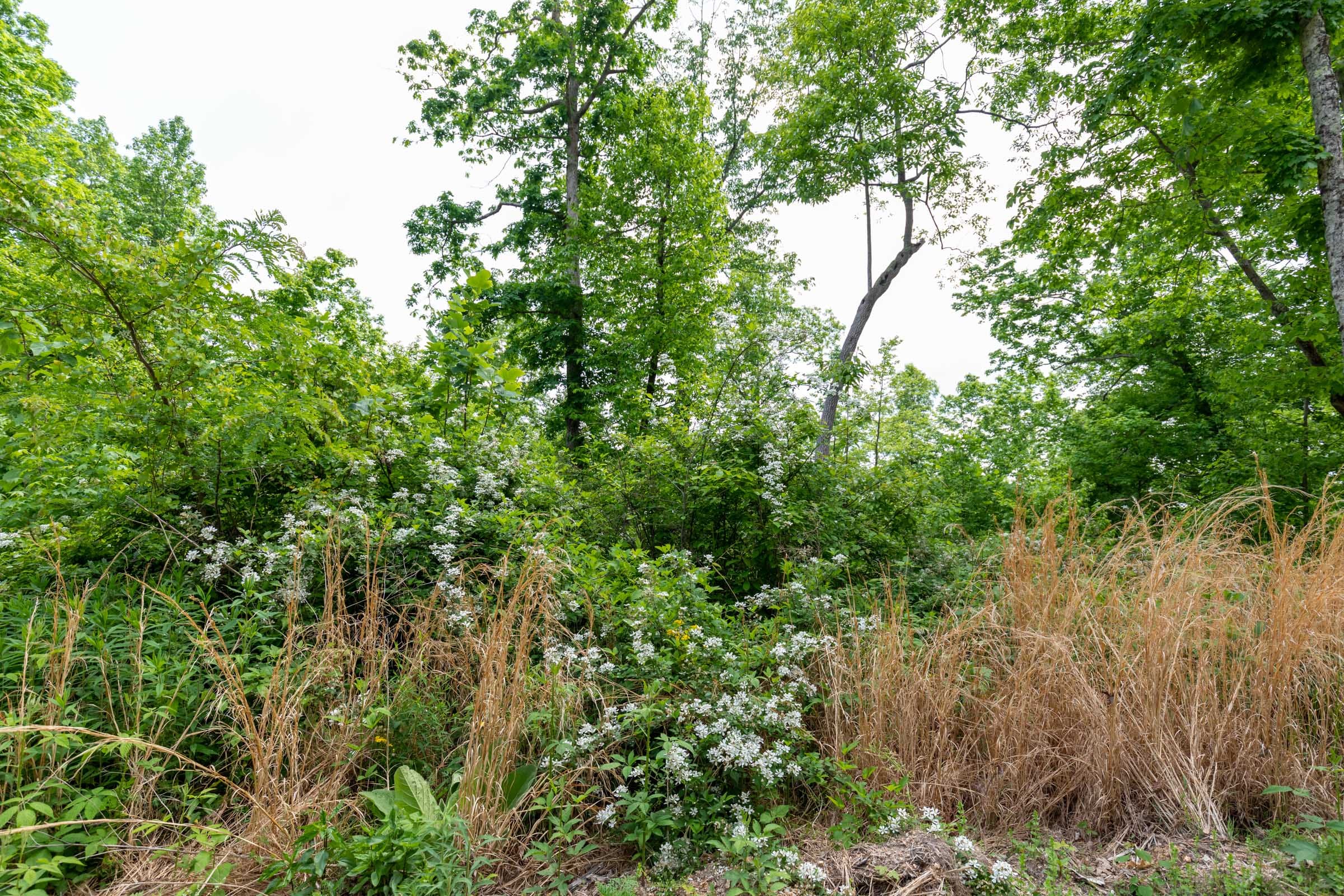 Cedar Creek Tract 27 photo 8