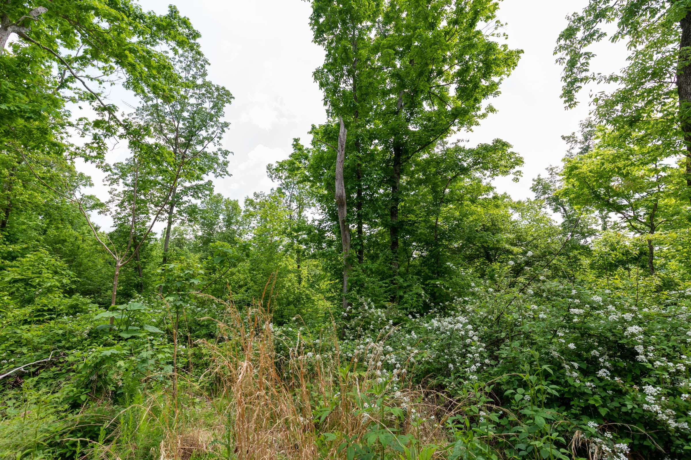 Cedar Creek Tract 27 photo 9