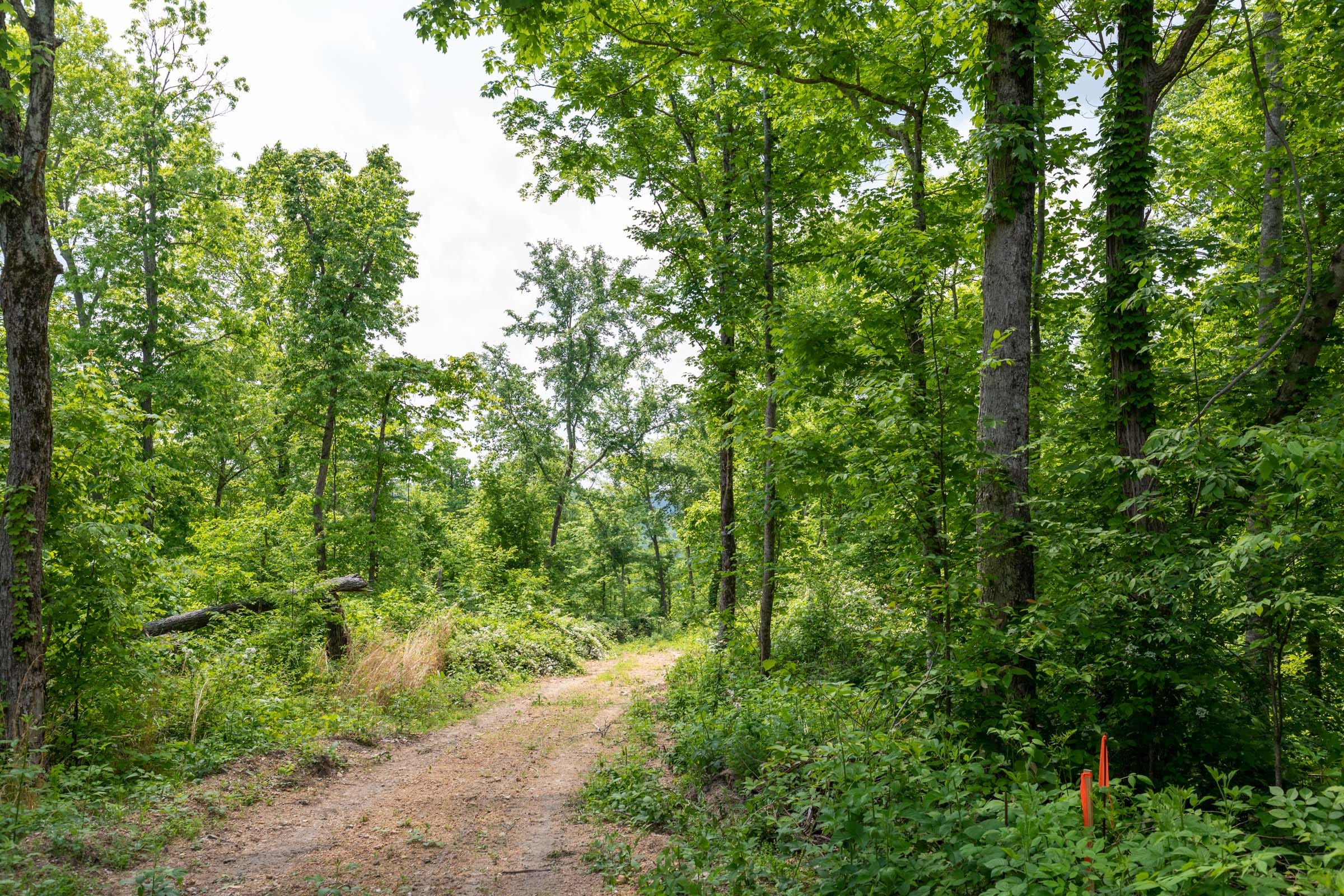 Cedar Creek Tract 27 photo 7