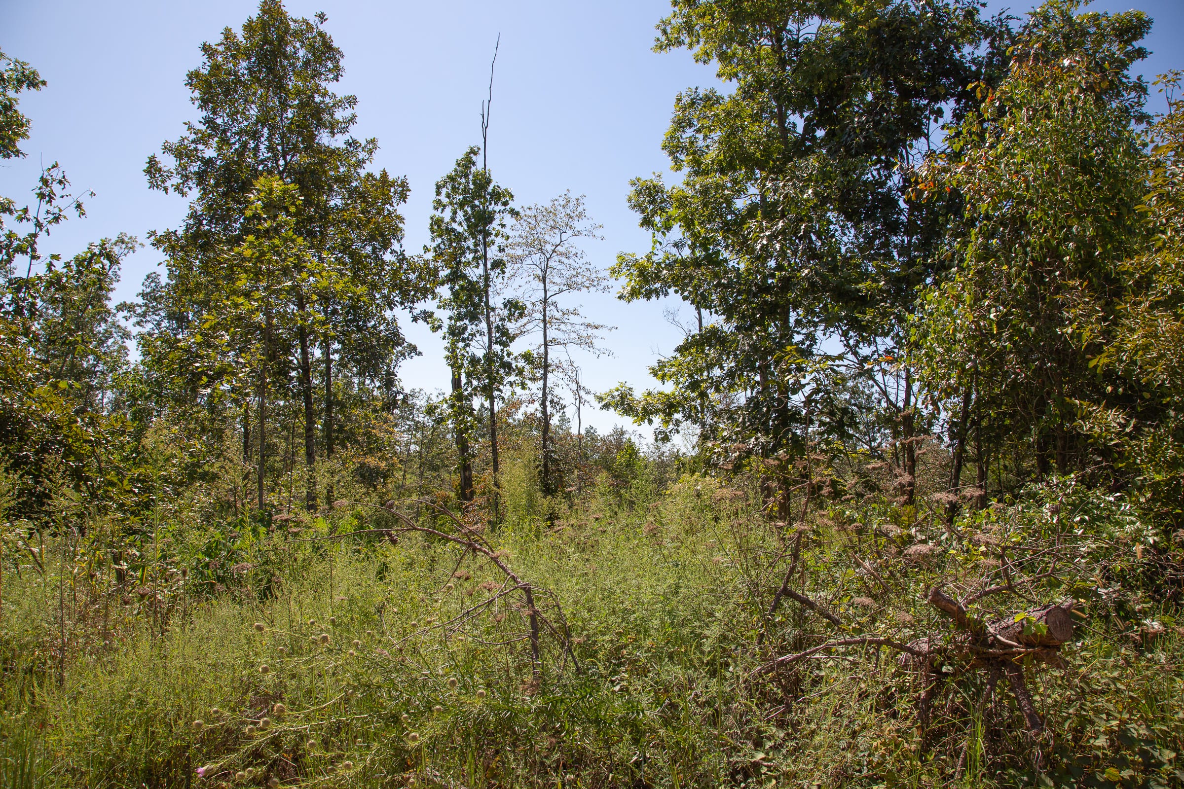 Borgmann’s Hollow Phase III Tract 82 photo 2