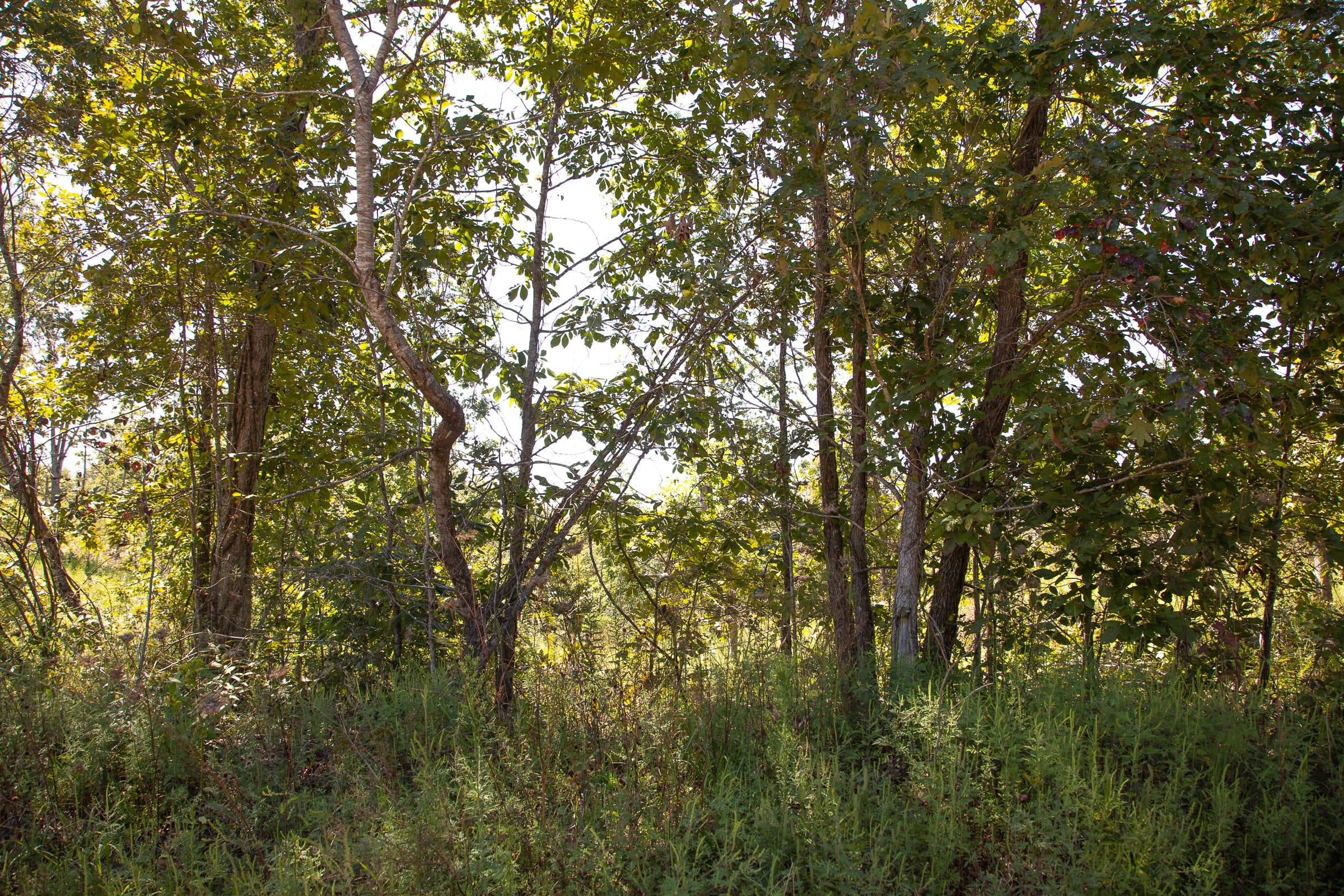 Borgmann’s Hollow Phase III Tract 82 photo 3