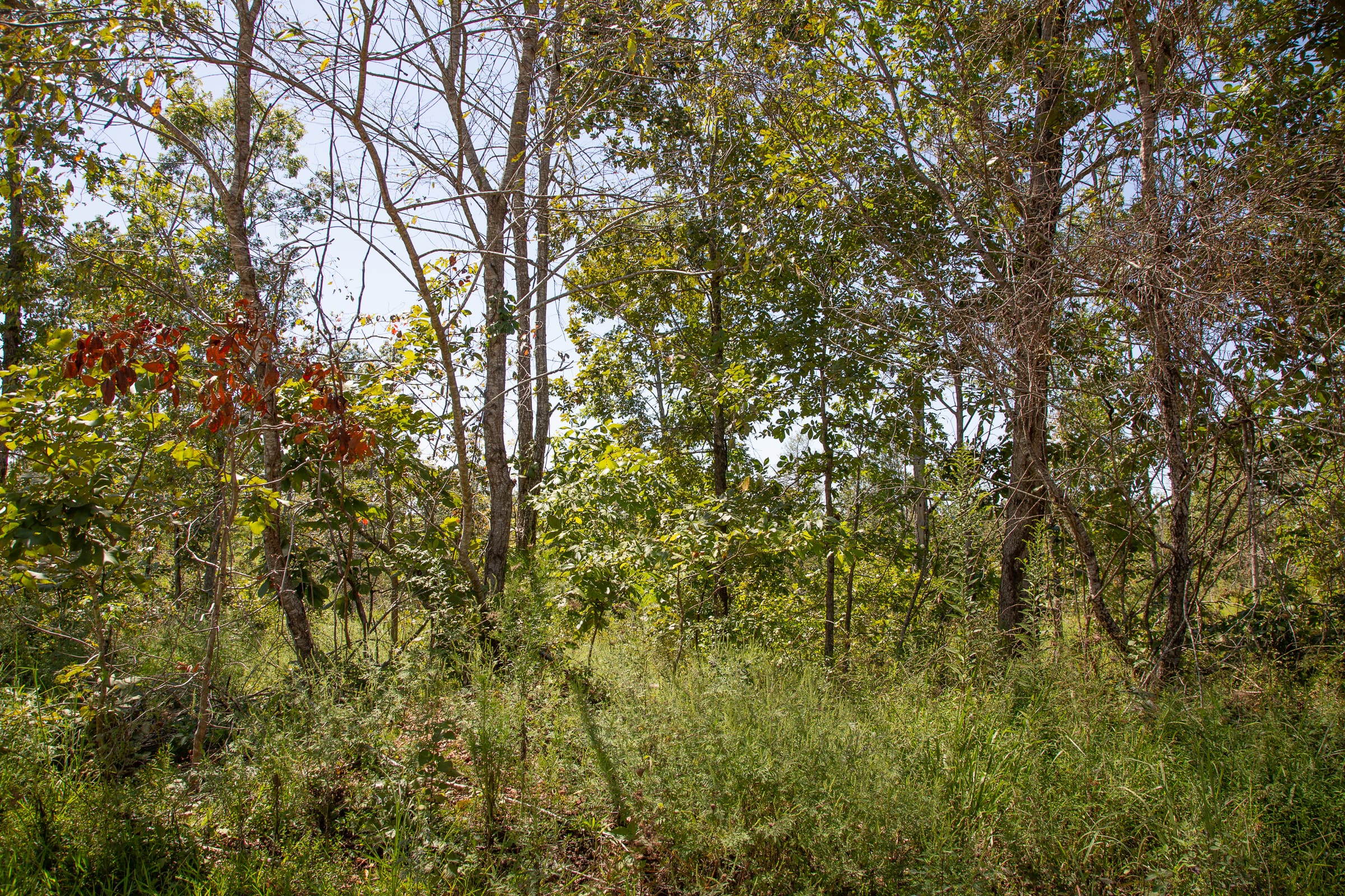 Borgmann’s Hollow Phase III Tract 82 photo 4