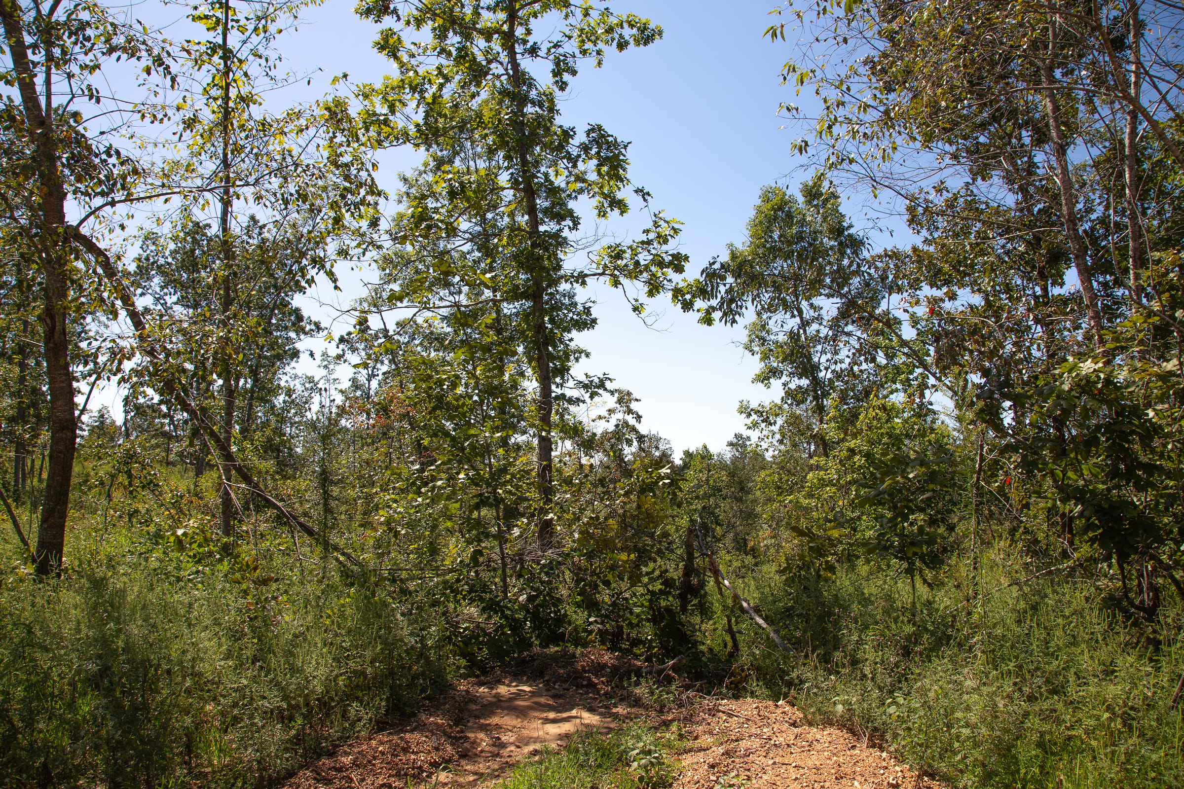 Borgmann’s Hollow Phase III Tract 82 photo 5