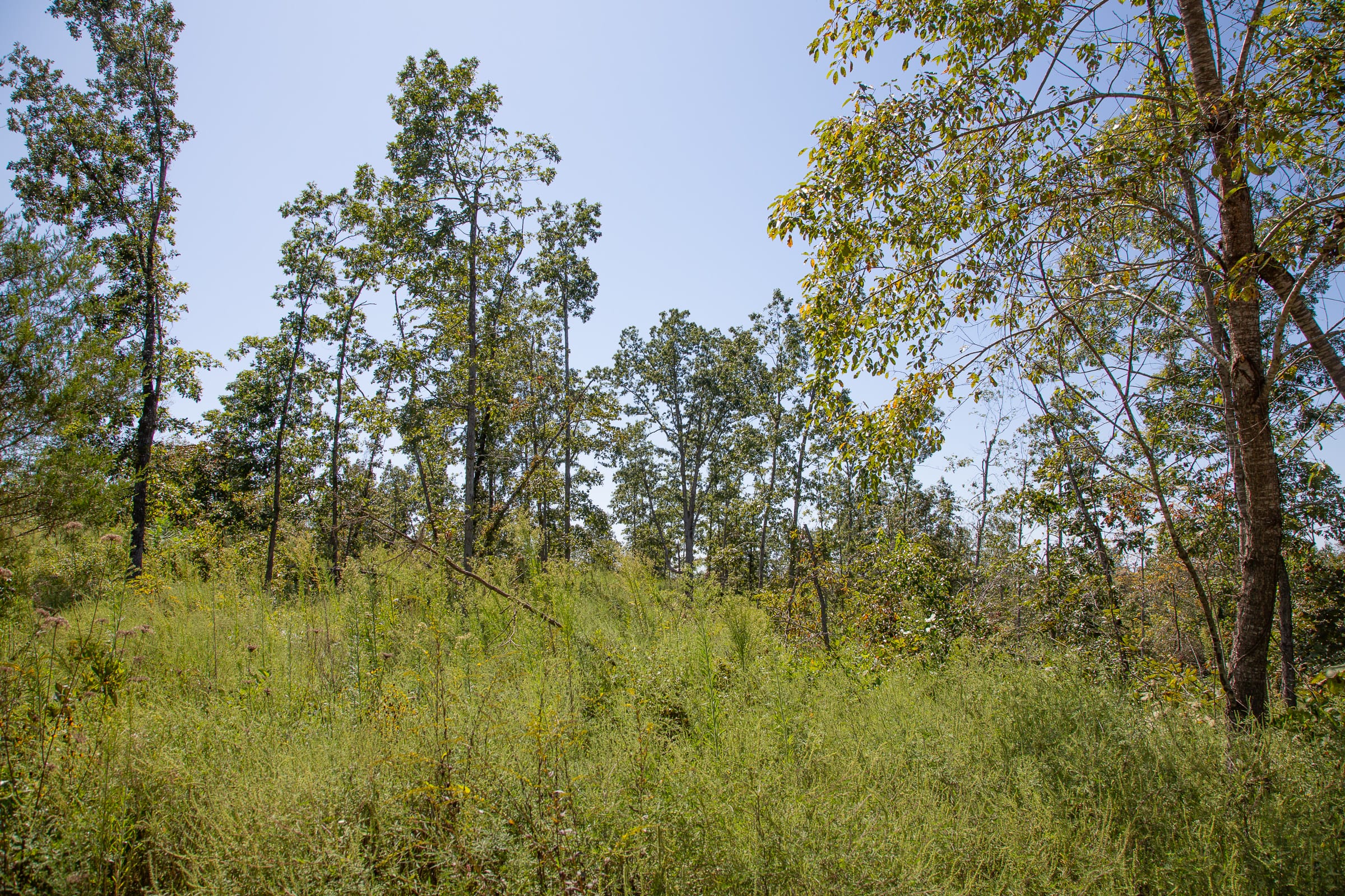 Borgmann’s Hollow Phase III Tract 82 photo 6