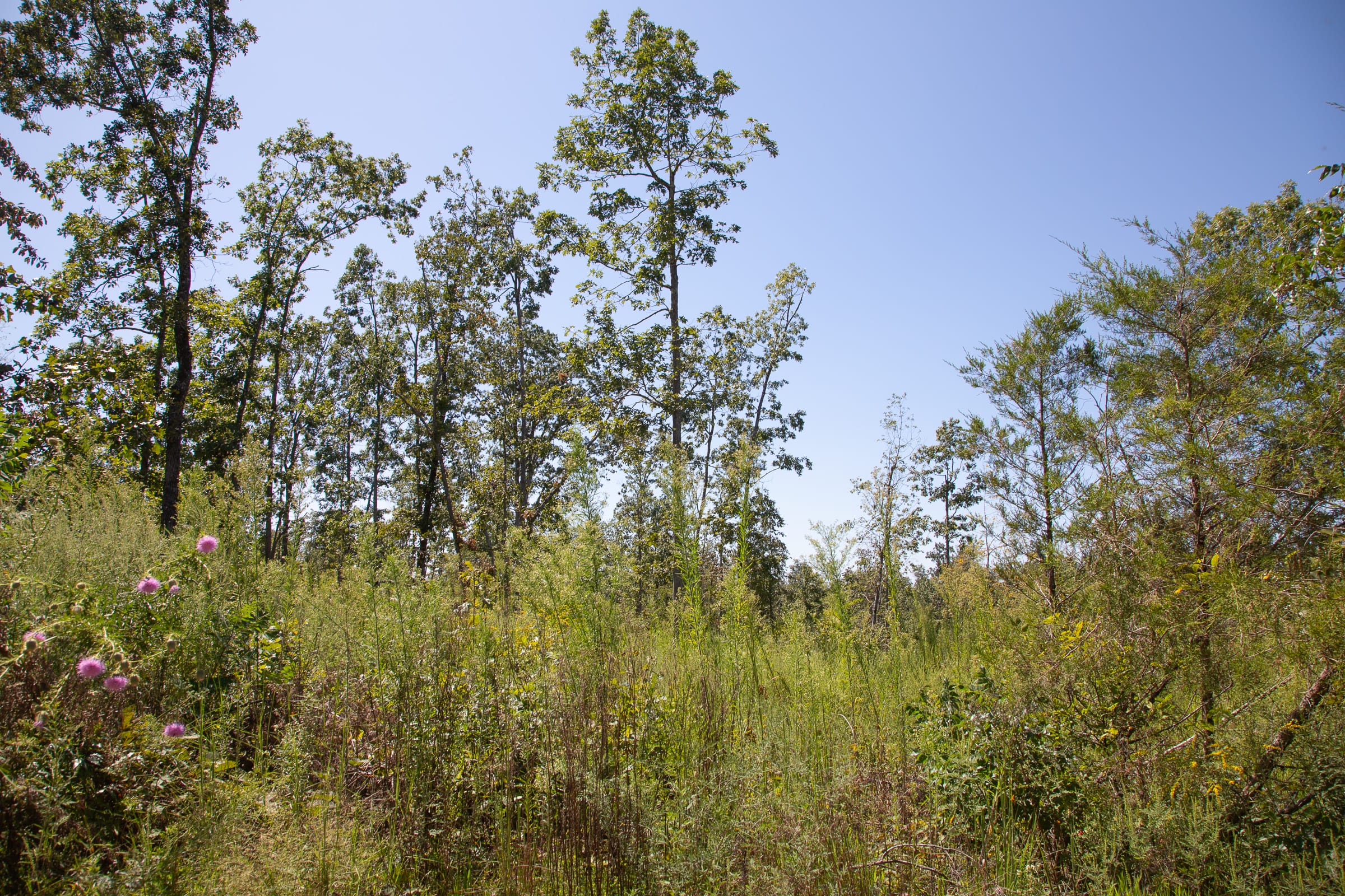 Borgmann’s Hollow Phase III Tract 82 photo 7