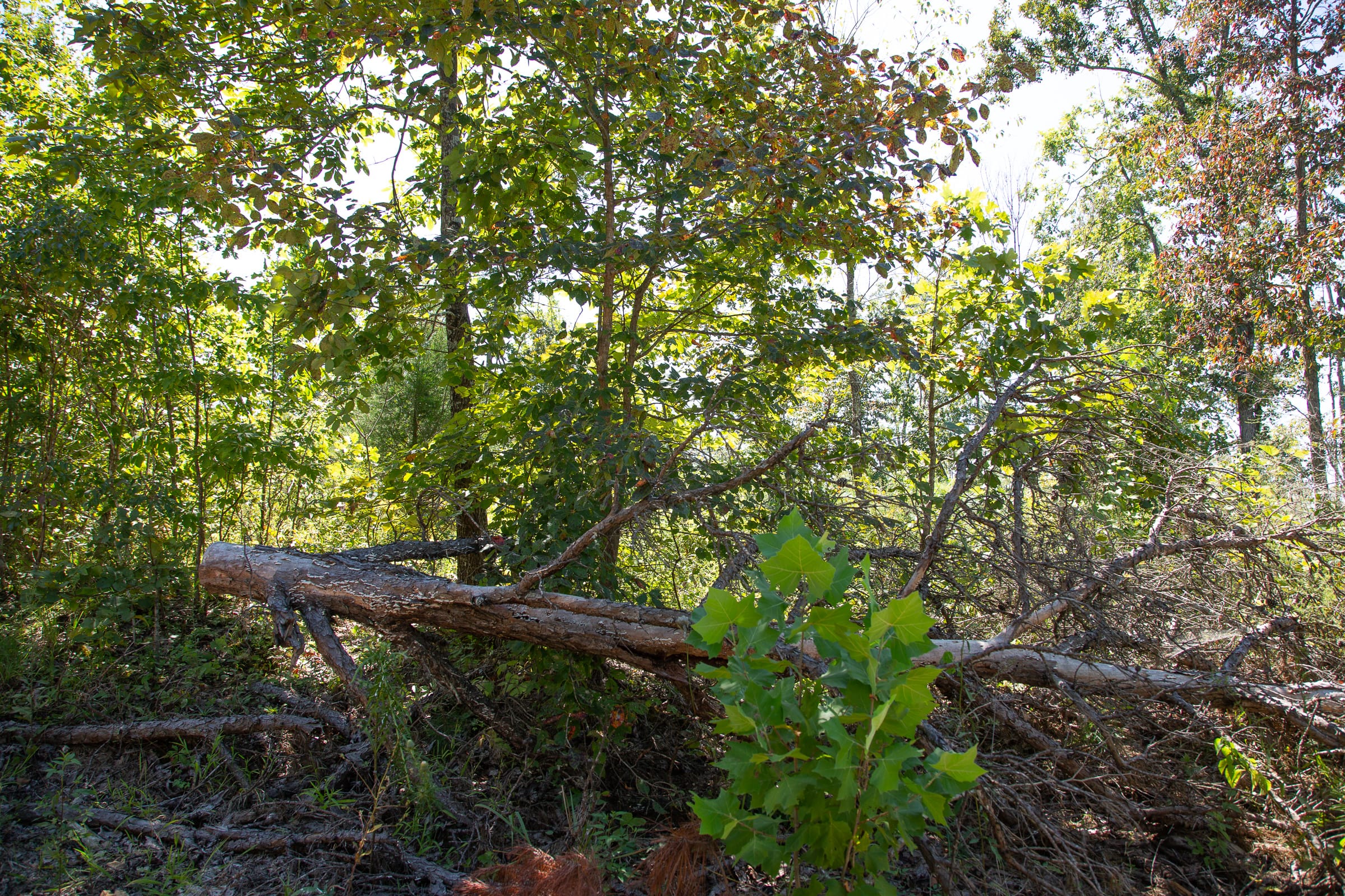 Borgmann’s Hollow Phase III Tract 82 photo 10
