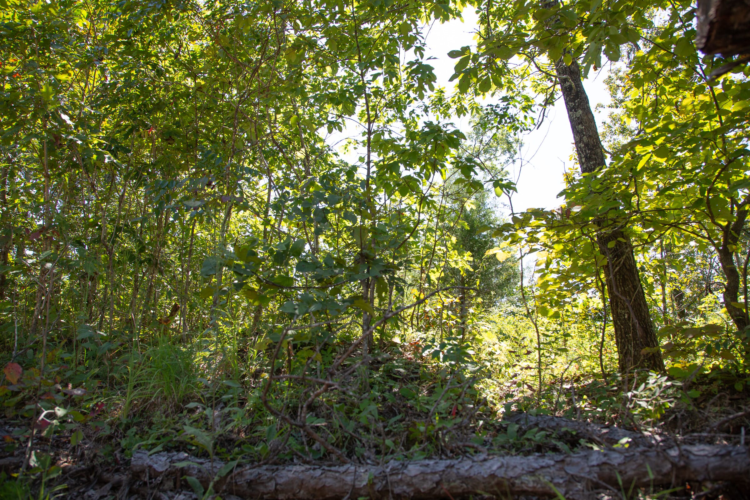 Borgmann’s Hollow Phase III Tract 82 photo 12