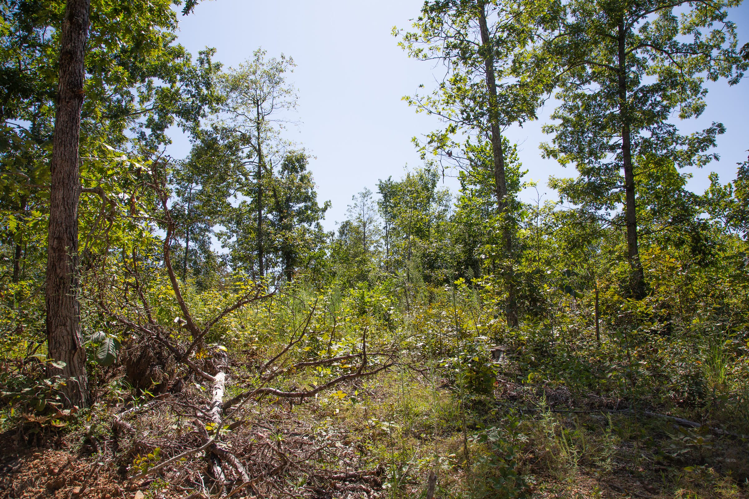 Borgmann’s Hollow Phase III Tract 82 photo 13