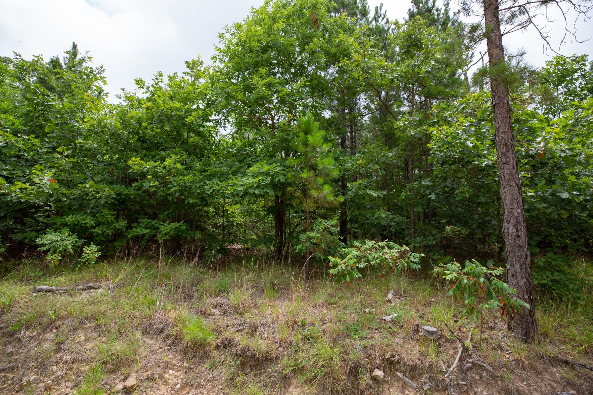 Eagle’s Nest Tract 60 photo 3