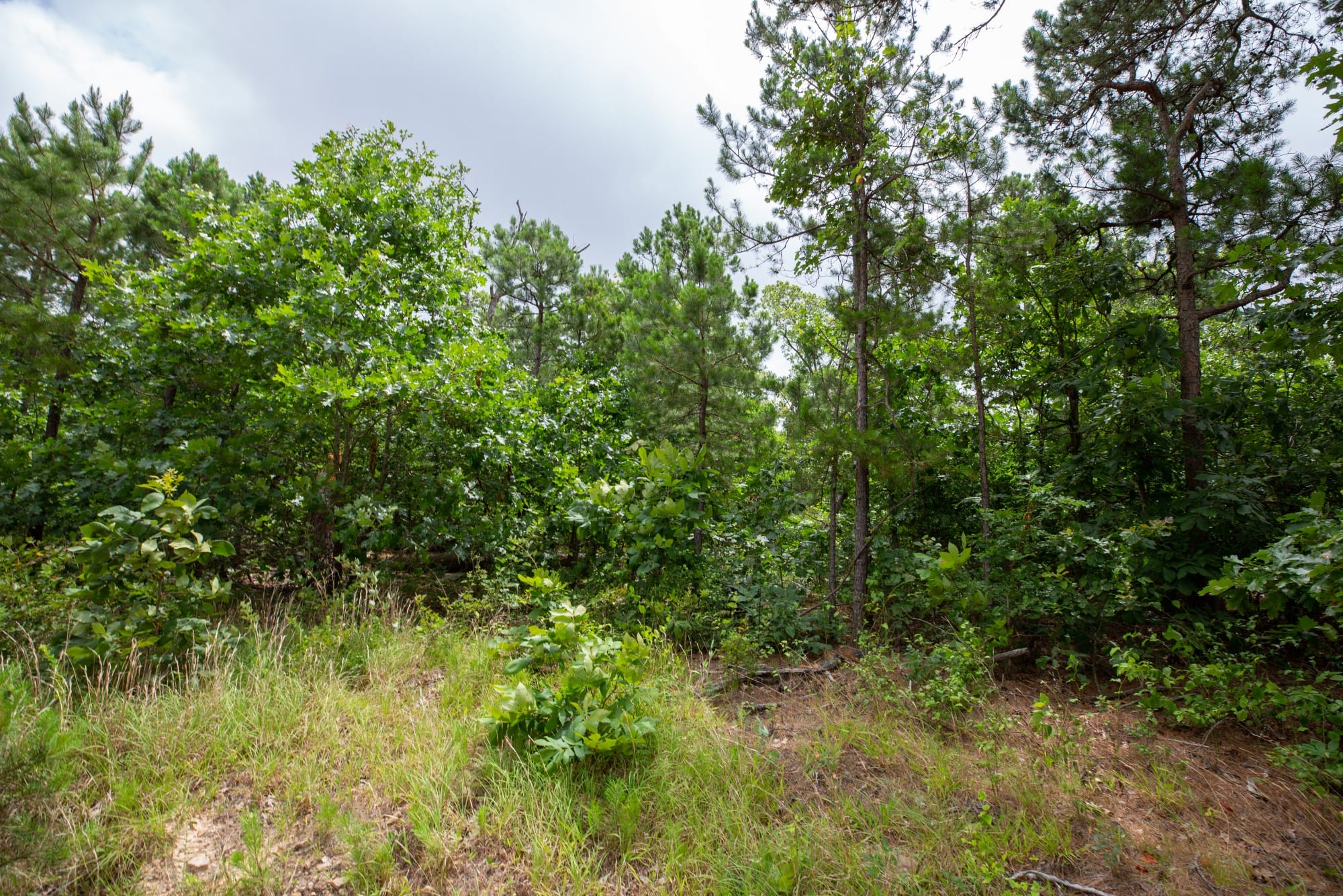 Eagle’s Nest Tract 60 photo 4