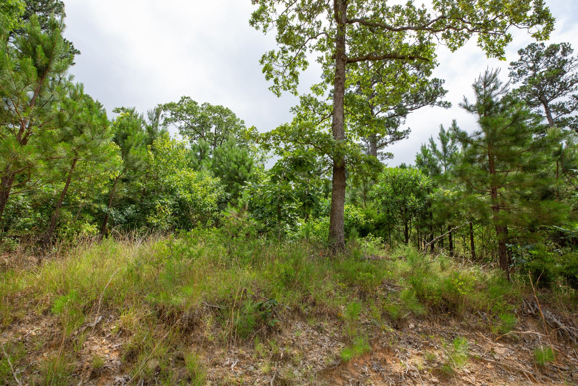 Eagle’s Nest Tract 60 photo 6