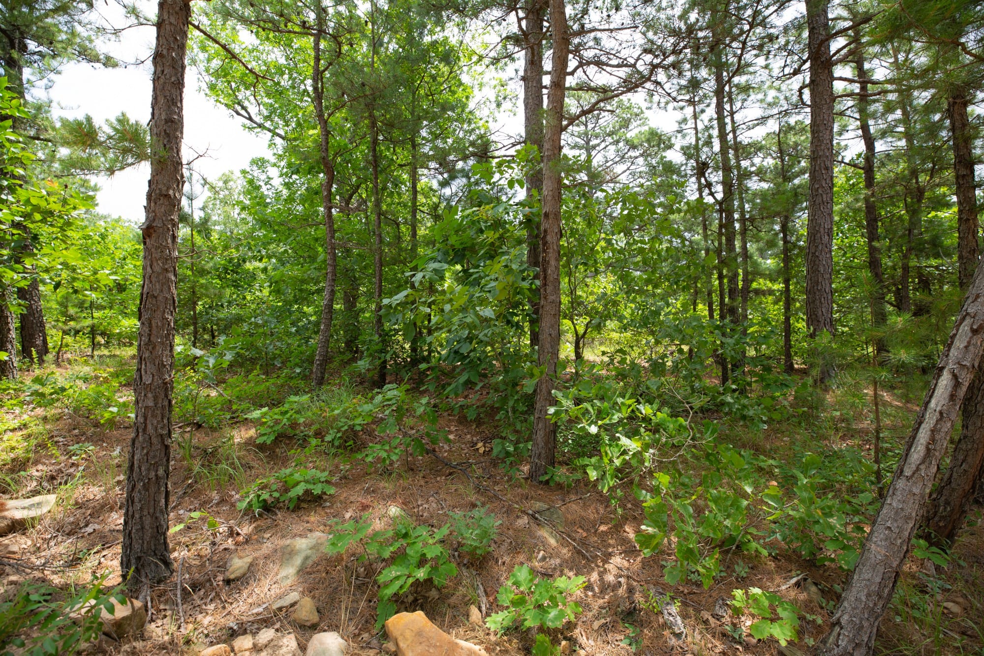 Eagle’s Nest Tract 60 photo 11