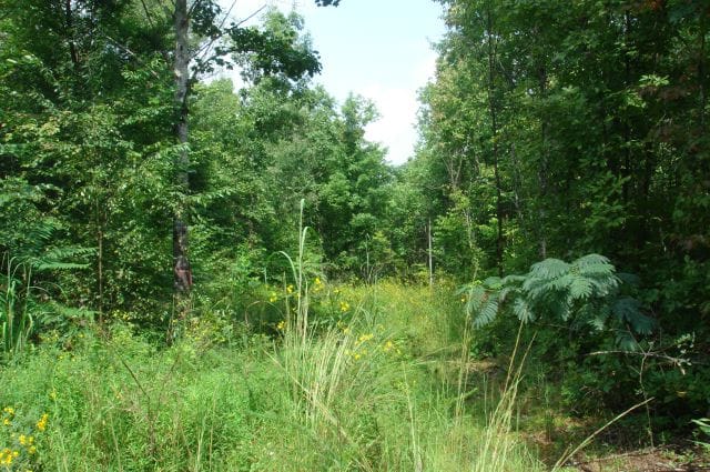 Sugartree Falls Tract 25 photo 1