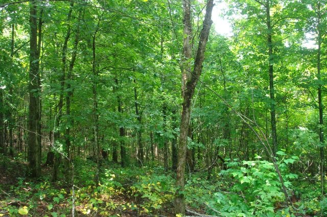 Sugartree Falls Tract 25 photo 2