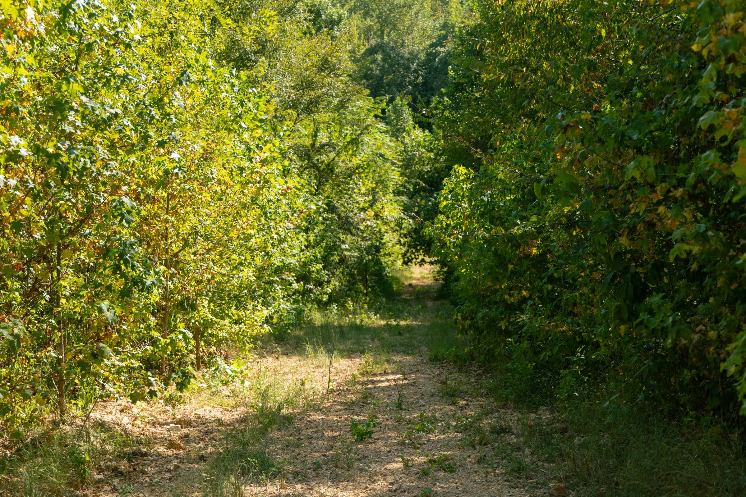 Big White Oak Tract 38 photo 8