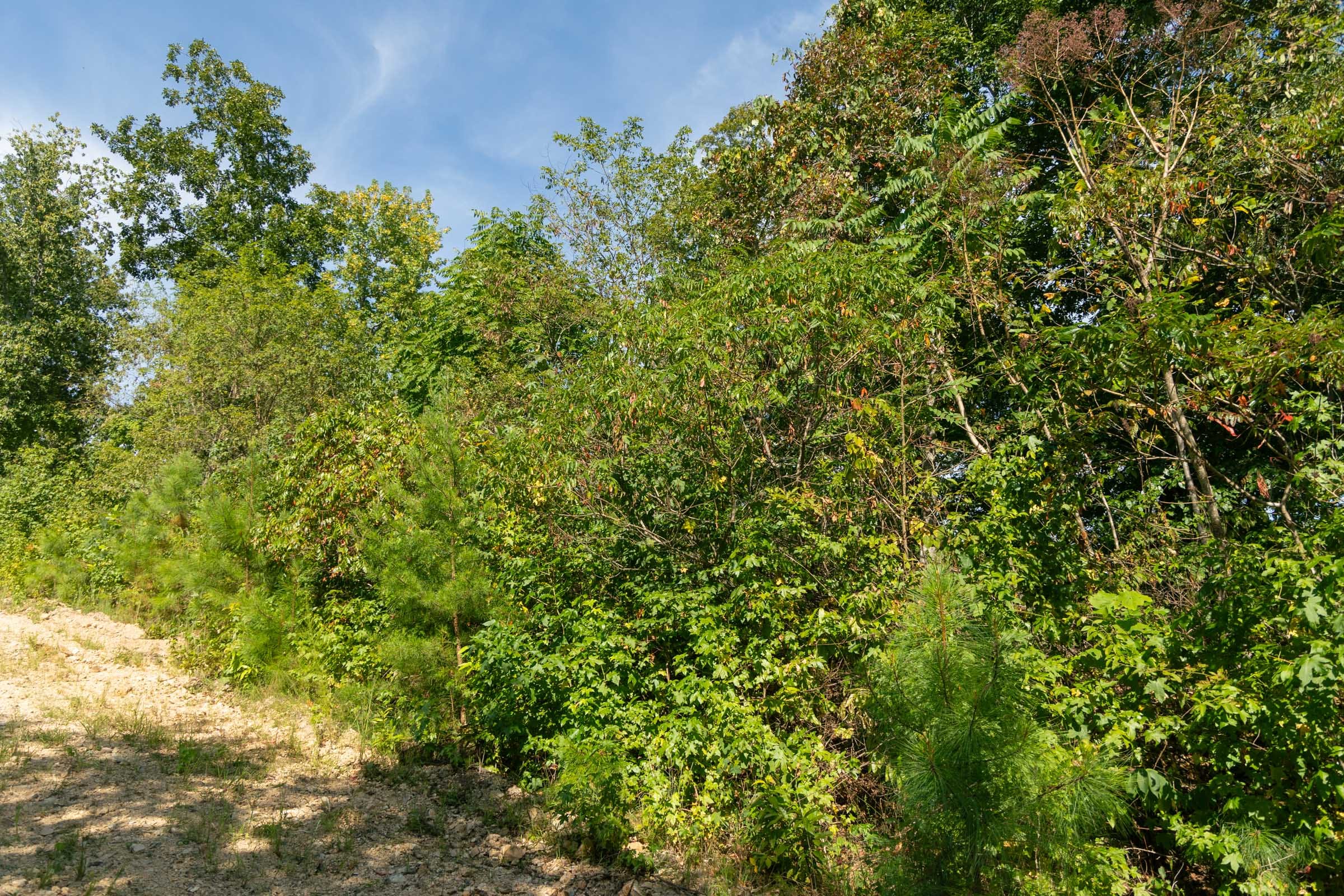 Big White Oak Tract 38 photo 7