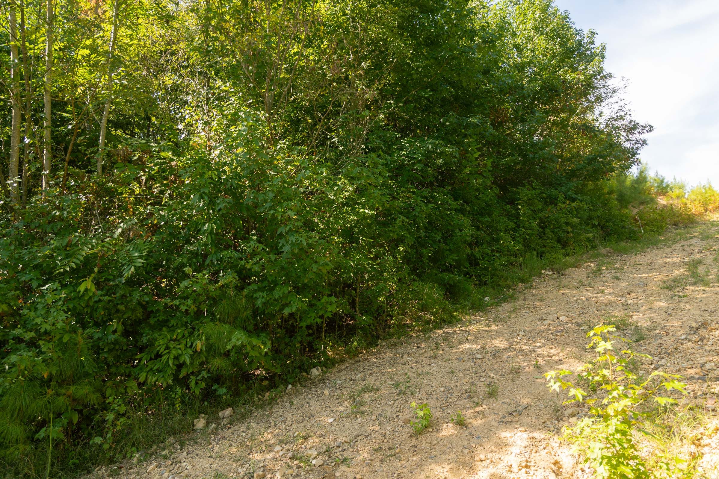 Big White Oak Tract 38 photo 6