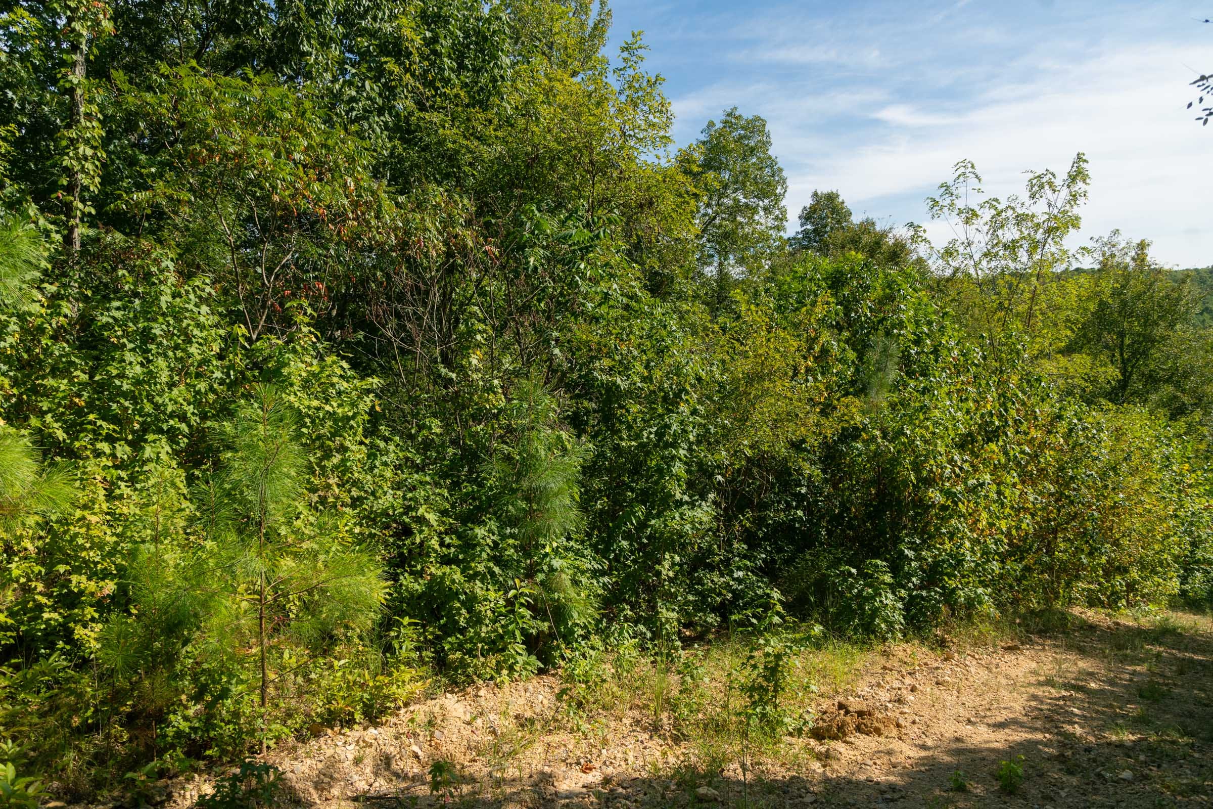 Big White Oak Tract 38 photo 4