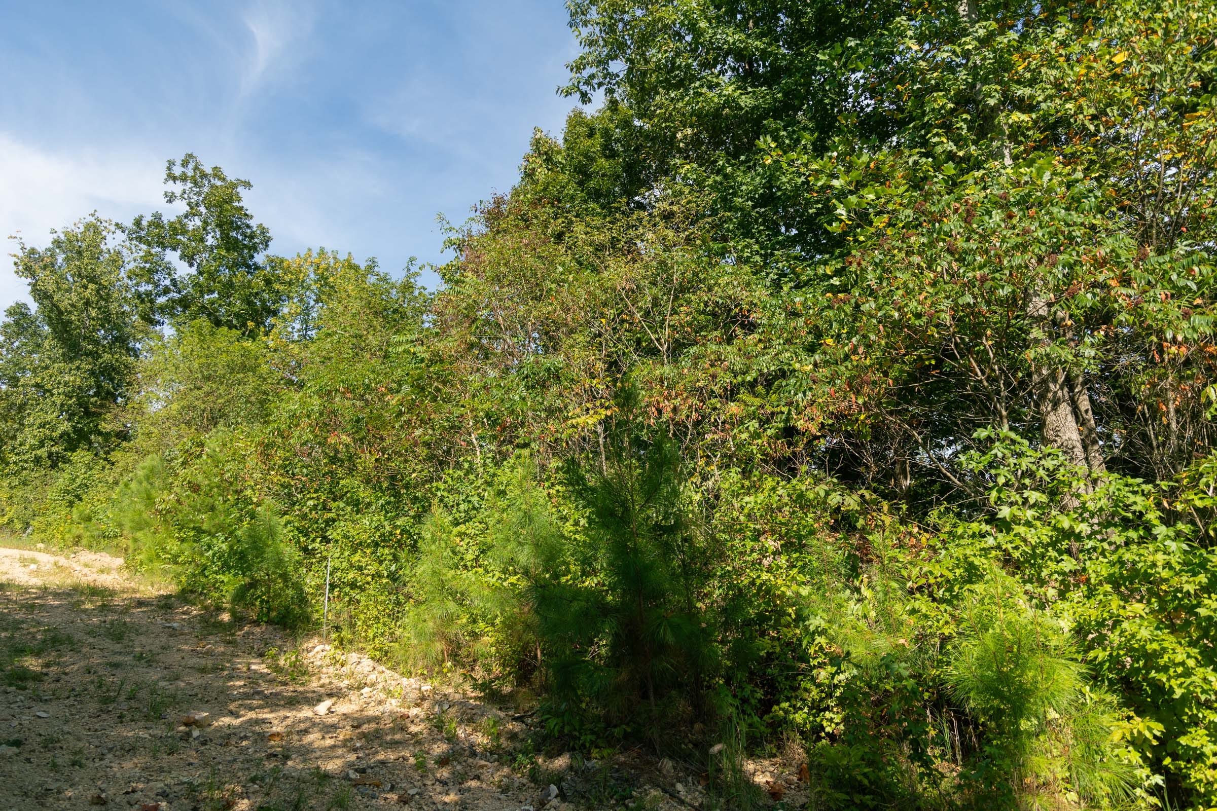 Big White Oak Tract 38 photo 3