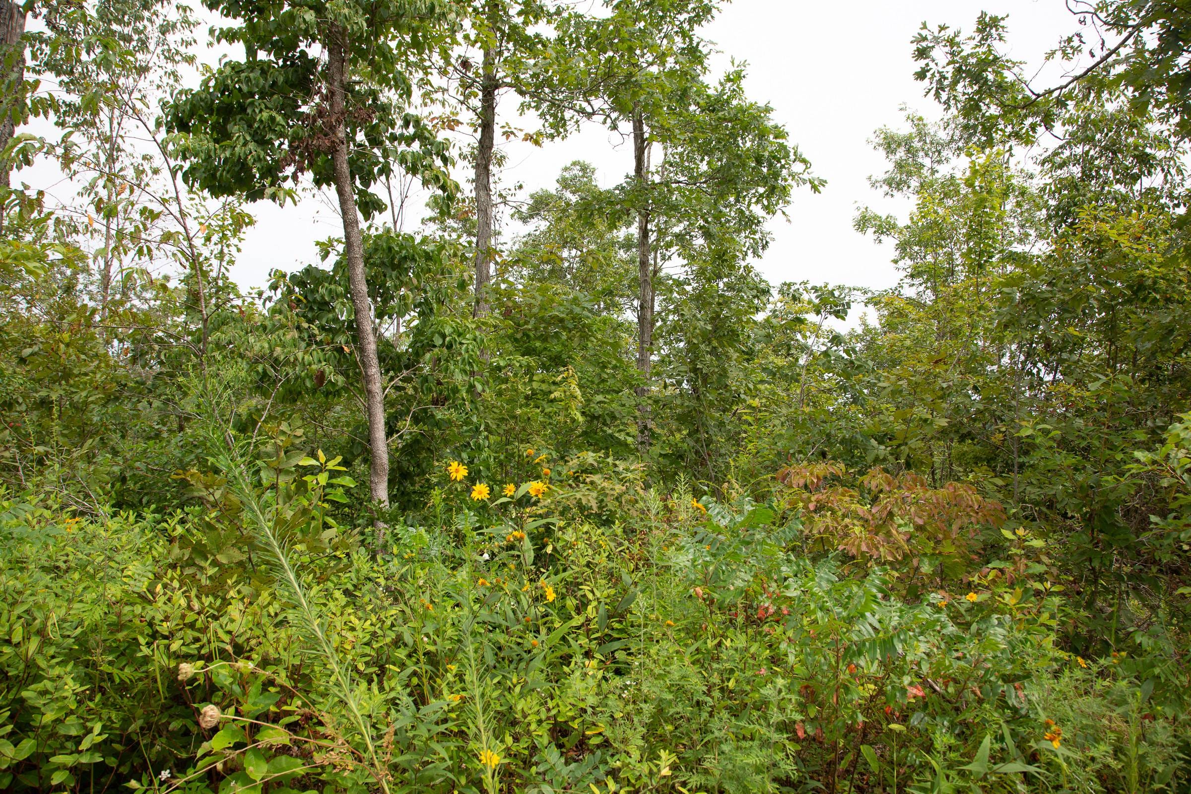 Borgmann’s Hollow Phase II Tract 46 photo 2
