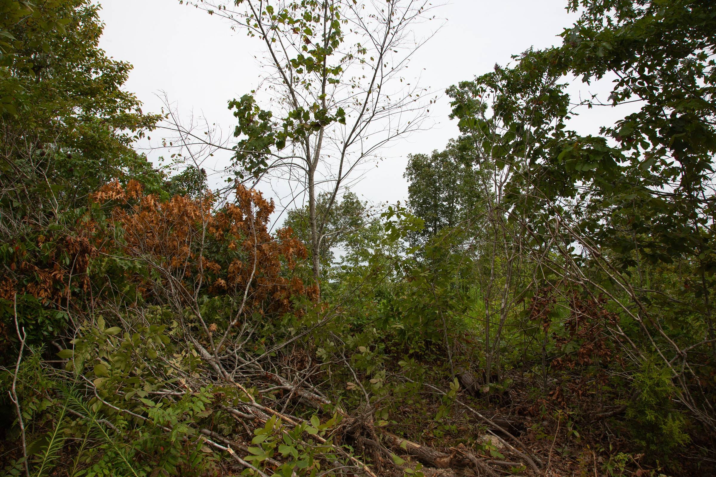 Borgmann’s Hollow Phase II Tract 46 photo 3